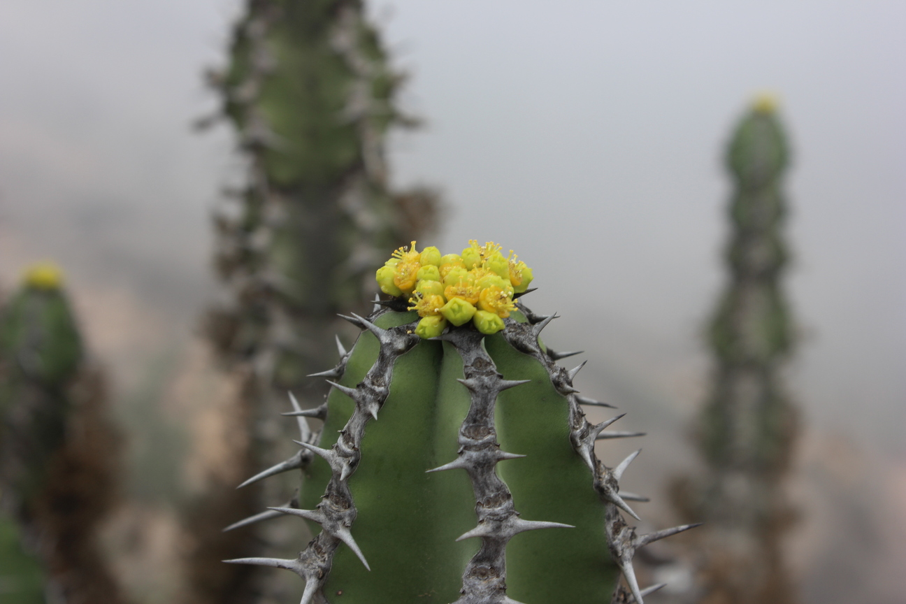 Plant Image